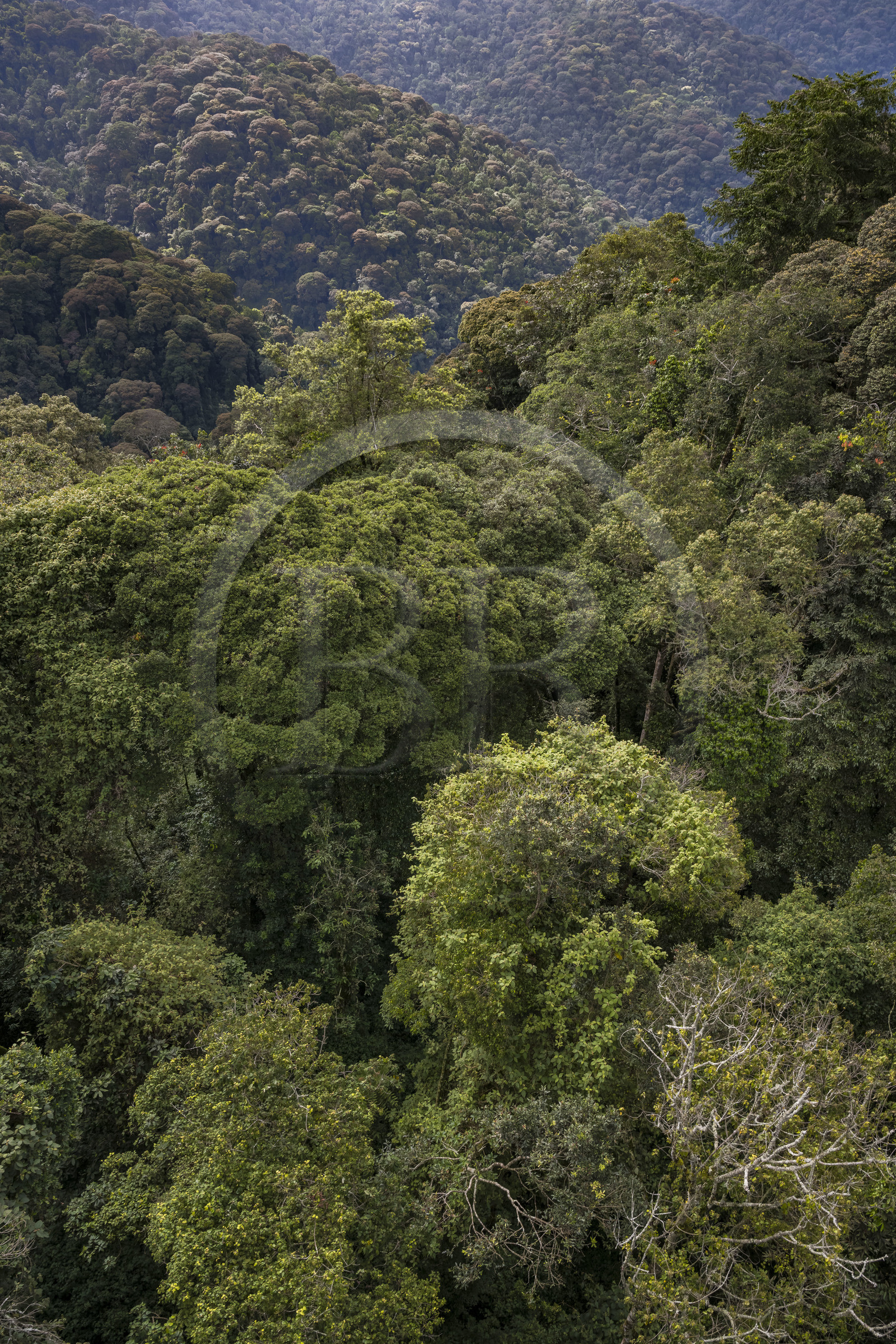Rwanda, Province de l’Ouest, Colline Ibanda à Uwinka, Parc national de Nyungwe, la canopé vue depuis le Canopy walkway dans la forêt tropicale