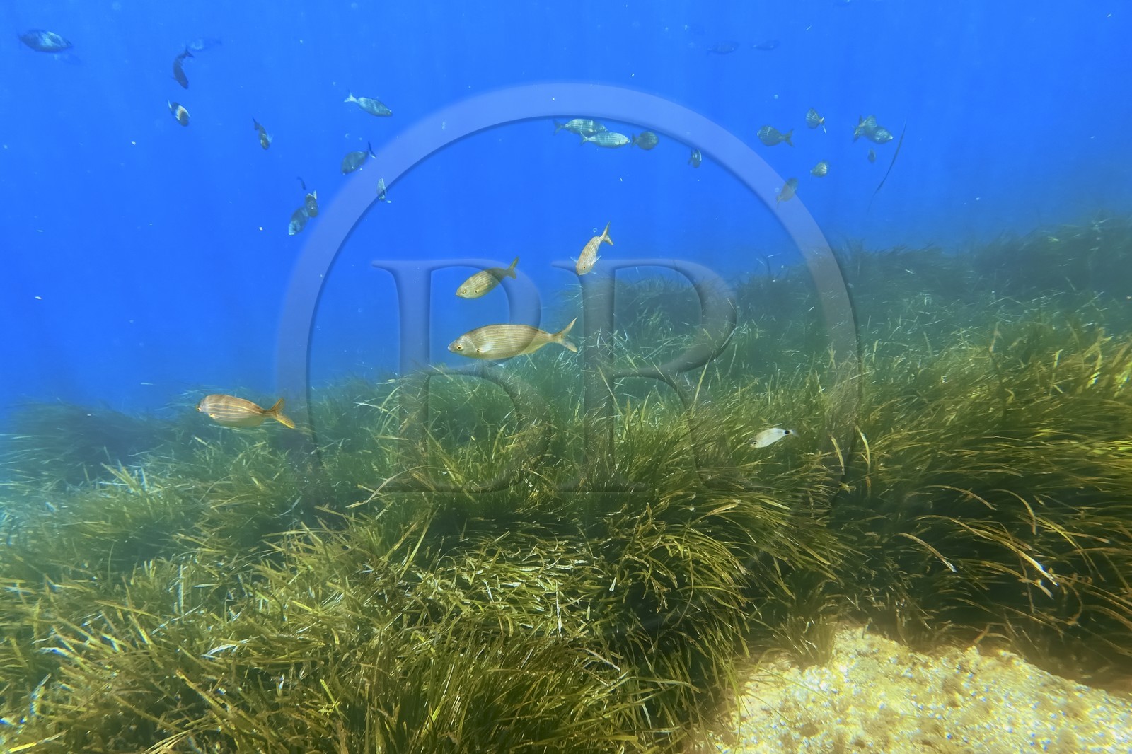 France, Var, Le Rayol Canadel sur Mer, Domaine du Rayol, Jardin des Mediterranees, Conservatoire du Littoral Estate compulsory mention, the marine path, Posidonia herbarium