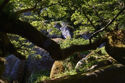 France, Finistere, Parc Naturel Regional d'Armorique (Armorique Natural Regional Park), Huelgoat, granitic chaos of the Huelgoat forest, oak