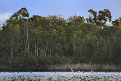 France, Haute Corse, the pond of Biguglia (Stagnu di Chiurlinu), nature reserve of Corsica (RNC), greater flamingo (Phoenicopterus roseus) and Eurasian coot (Fulica atra)