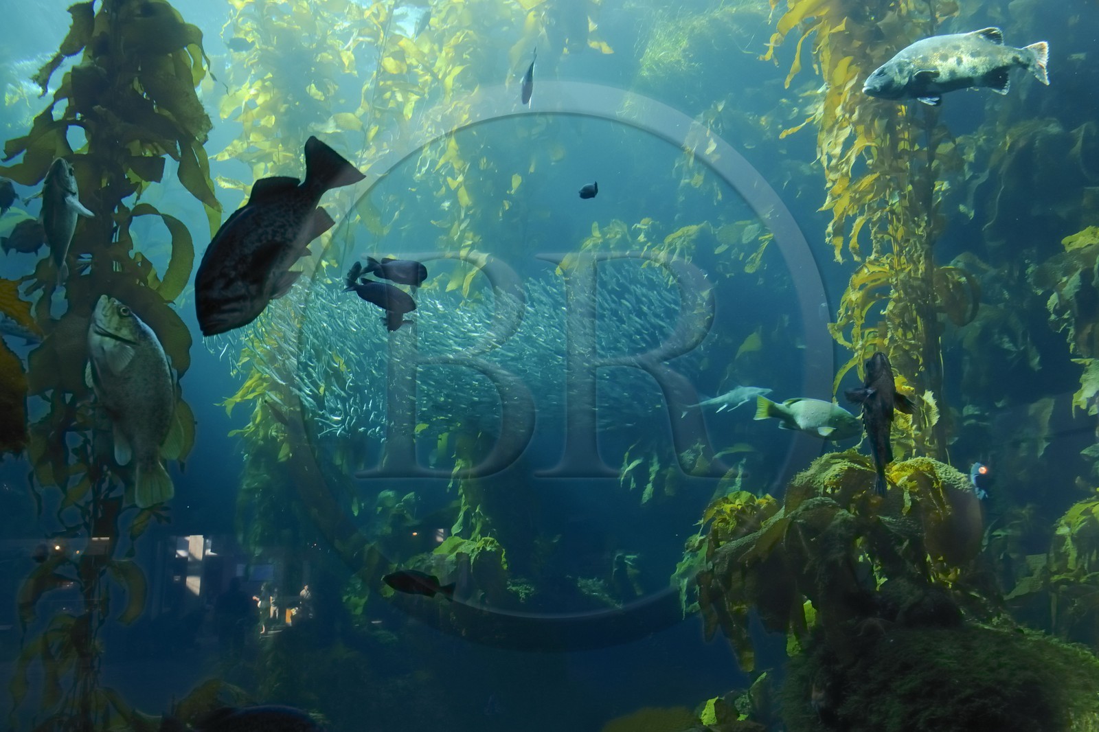 Etats-Unis, Californie, Monterey, le Monterey Bay Aquarium dans Cannery Row