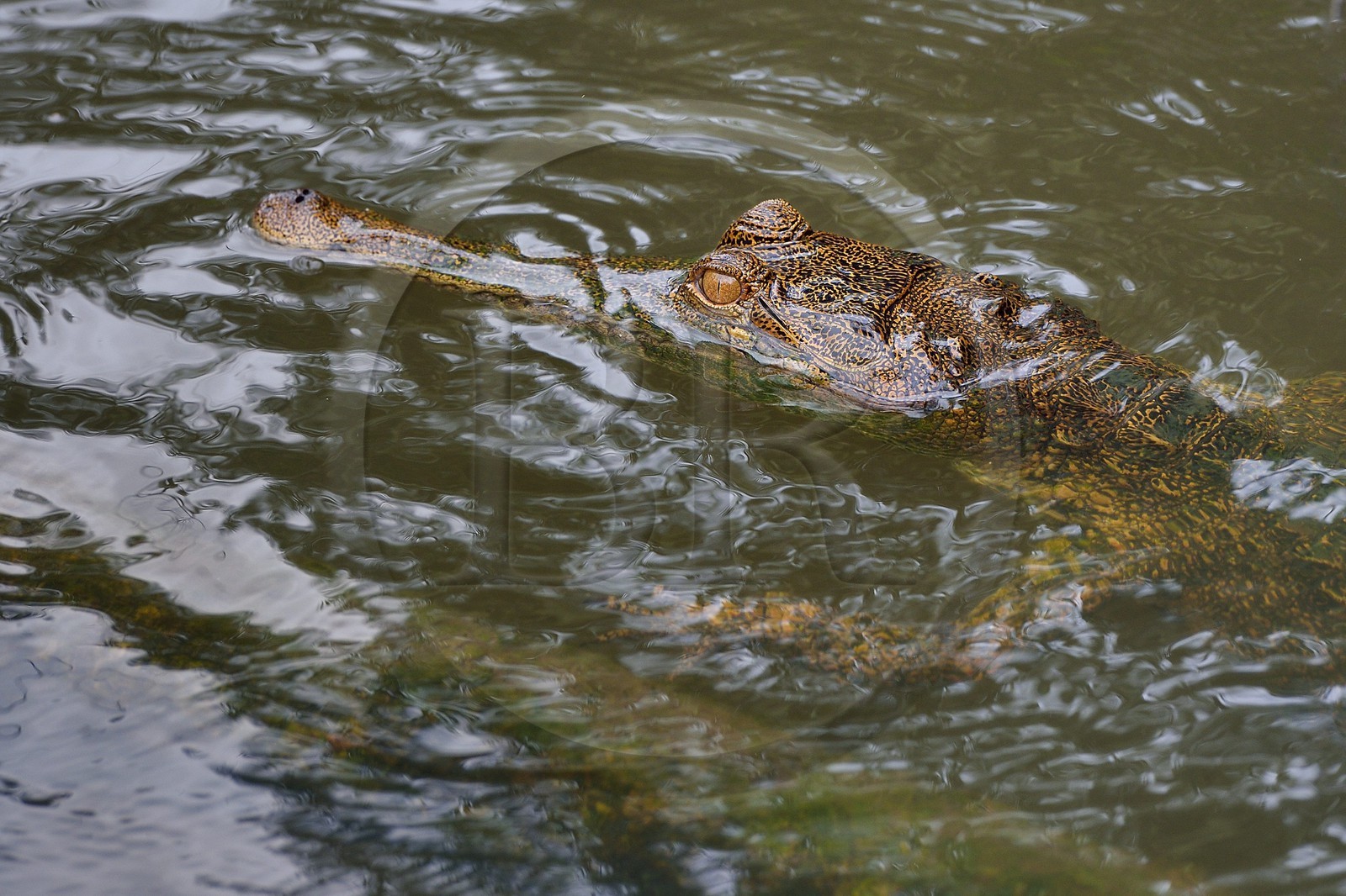 Gabon, Ogooue-Maritime Province, Loango National Park, Akaka site in the Fernan Vaz (Nkomi) Lagoon, African slender-snouted crocodile (Mecistops cataphractus)