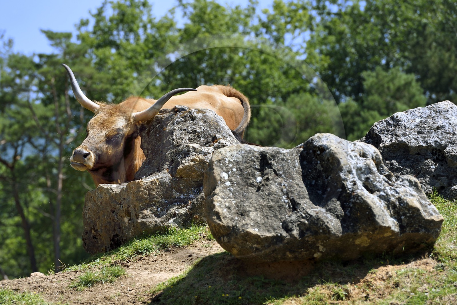 France, Dordogne, Perigord Noir, Vezere valley, Thonac, Le Thot, Cro Magnon space, Heck cattle or reconstructed aurochs