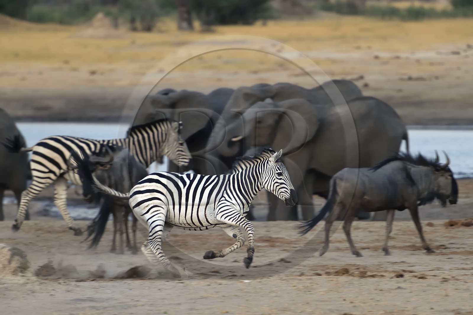 Zimbabwe, Matabeleland North Province, Hwange National Park, Zebra (equus burchelli) running