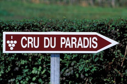 France, Hautes-Pyrénées (65), vignoble de Madiran