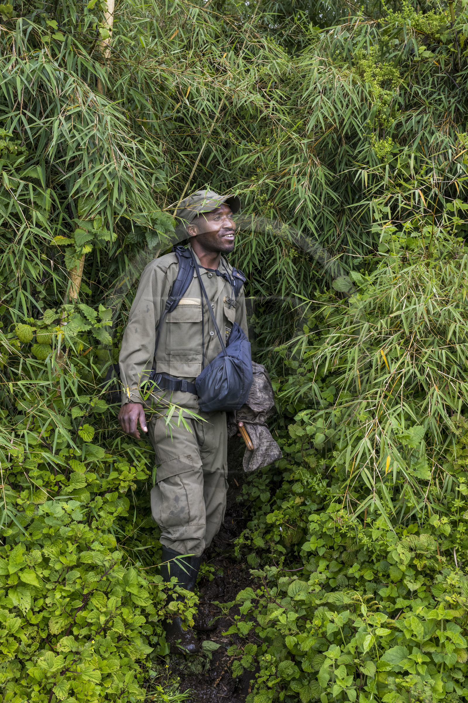 Rwanda, Province du Nord, Parc National des Volcans dans la chaine des Monts Virunga, mont Karisimbi,