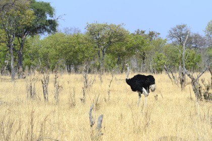 Zimbabwe, province de Matabeleland septentrional, parc national Hwange, autruche d’Afrique (Struthio camelus) male