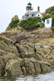 France, Finistère, Morlaix bay, Carantec, Louet Island and its lighthouse, Juvenile Great Cormorants (Phalacrocorax carbo)
