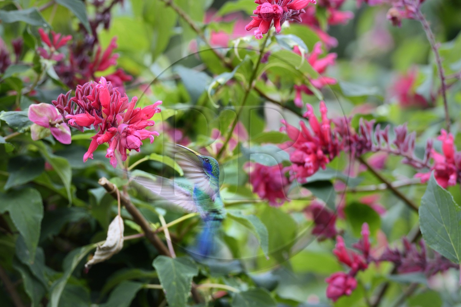 Panama, province de Chiriqui, Boquete, plantation de café Finca Lerida, colibri en vol stationnaire