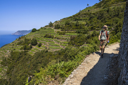 Italie, Ligurie, Cinque Terre, parc national des Cinque Terre classé Patrimoine Mondial de l'UNESCO, randonneurs sur le sentier GR 586 passant dans le vignoble en terrasse entre Corniglia et Volastra au dessus de Manarola