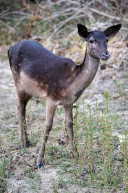 France, Vienne (86), Morton (parc privé), jeune daim européen (Dama dama)