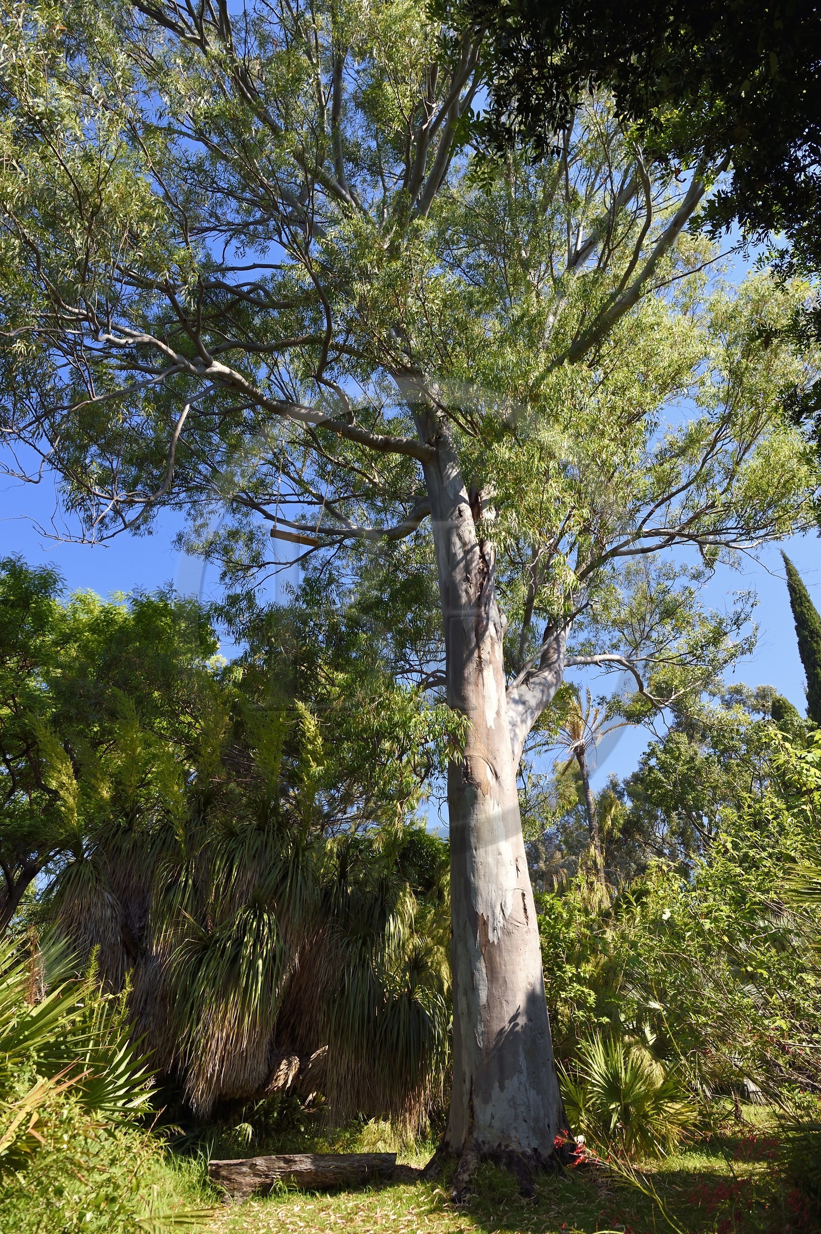 France, Var (83), Rayol-Canadel-sur-Mer, Domaine du Rayol, propriété du conservatoire du littoral mention obligatoire, le jardin des Méditerranées conçu par le paysagiste Gilles Clément, Jardin d'Amérique subtropicale, eucalyptus