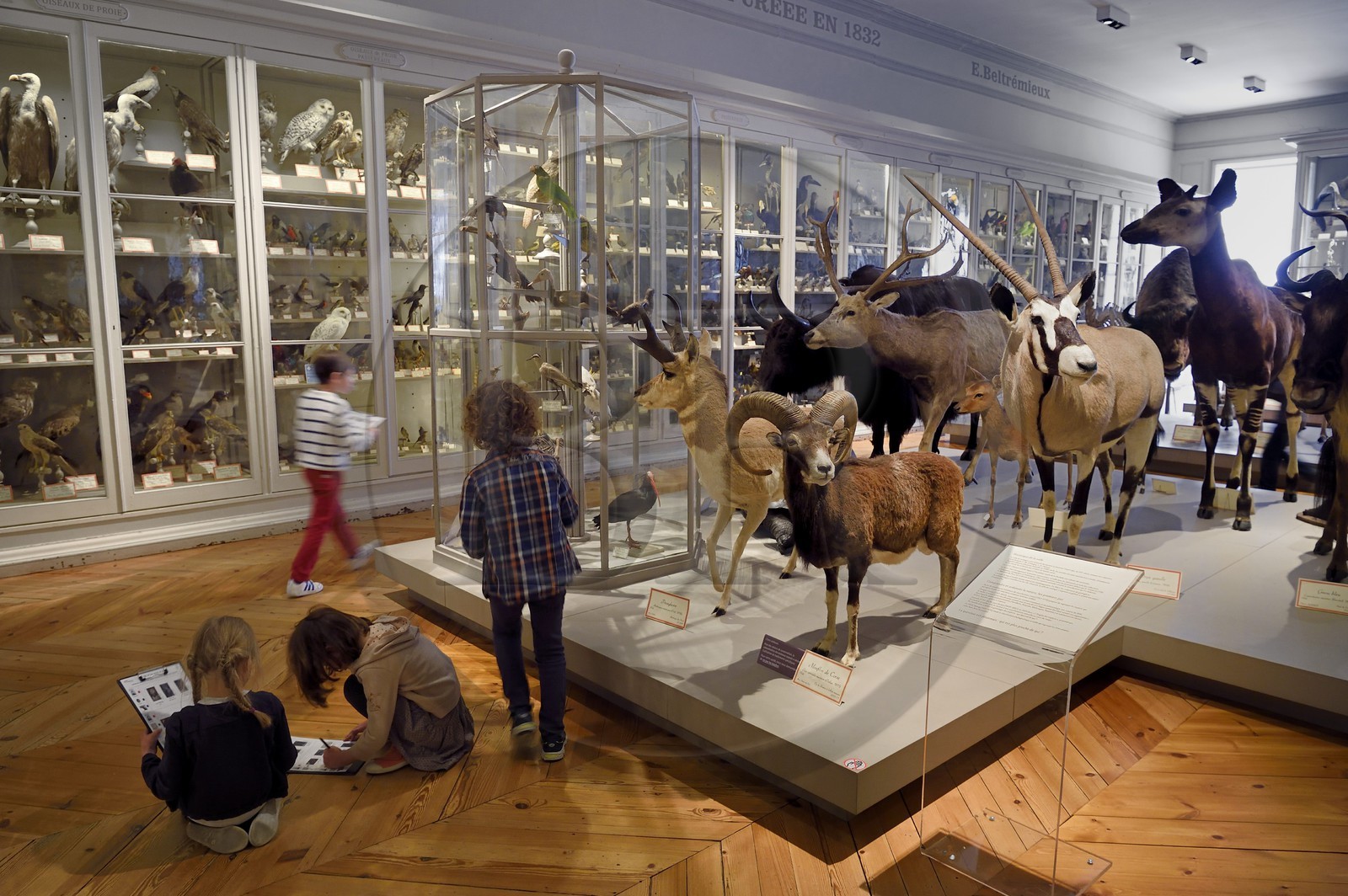 France, Charente-Maritime (17), La Rochelle, le Muséum d'histoire naturelle (muséum Lafaille), galerie de zoologie