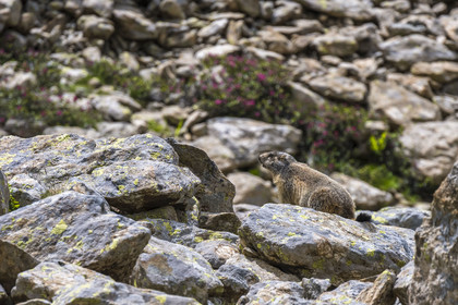 France, Alpes-Maritimes (06), parc national du Mercantour, Haute-Vésubie, Saint-Martin-Vésubie, Val du Haut Boréon, marmotte des Alpes (Marmota marmota) vers le lac de Trécolpas