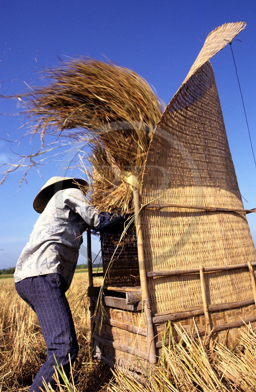 Vietnam, Ho Chi Minh City area, beating of rice