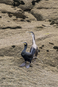 France, Finistère, Carantec, Ornithological reserve of the islets of the Morlaix Bay