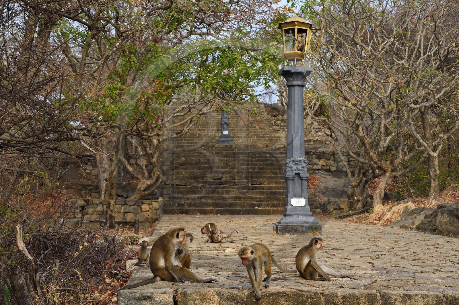 Sri Lanka, province centrale, district de Matale, Dambulla, Temple du Rocher Royal aussi appelé Ran Giri (Rocher doré), macaques à toque (Macaca sinica)