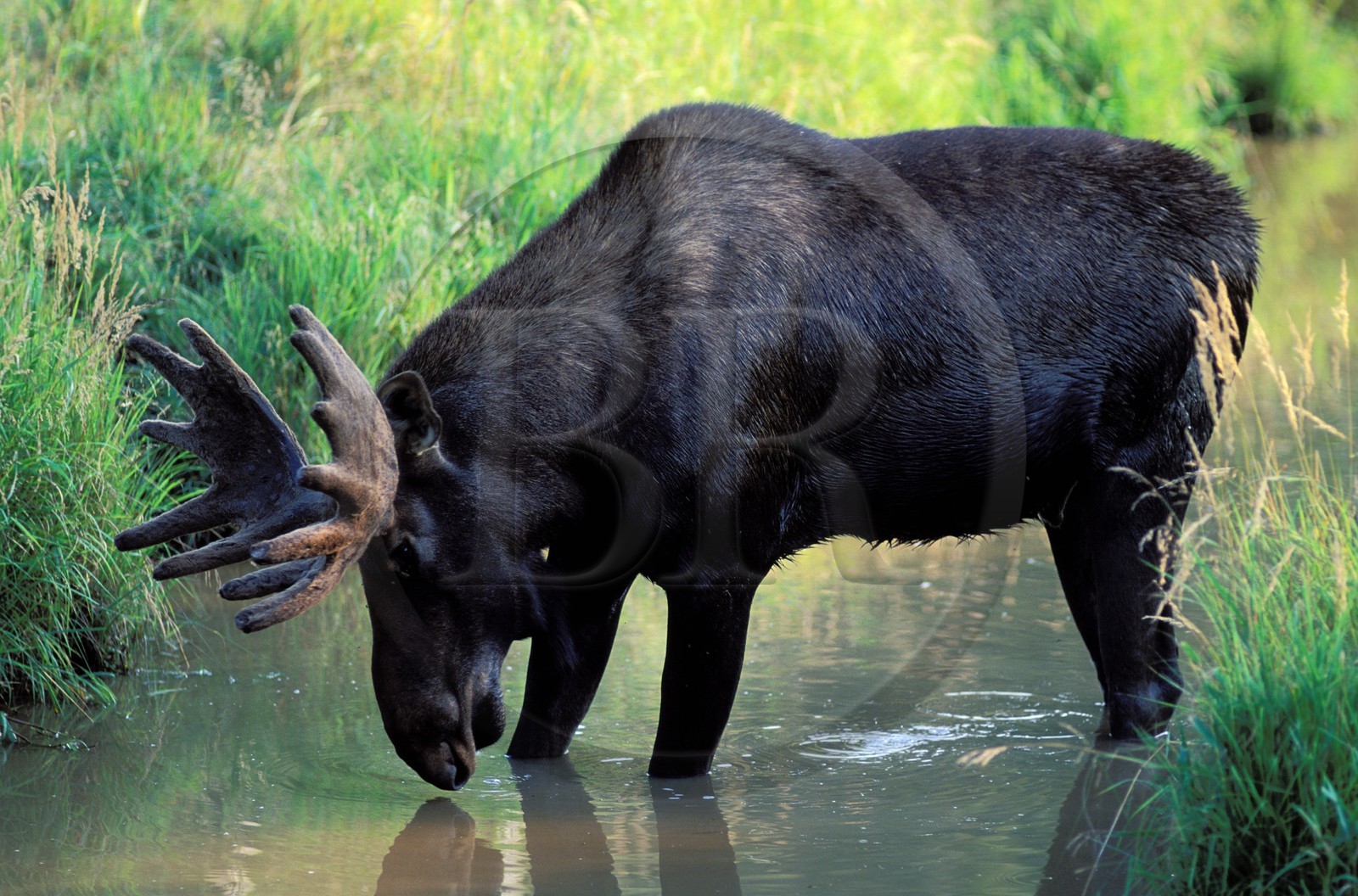 Canada, Quebec, the Verendrye Wildlife Reserve, male moose