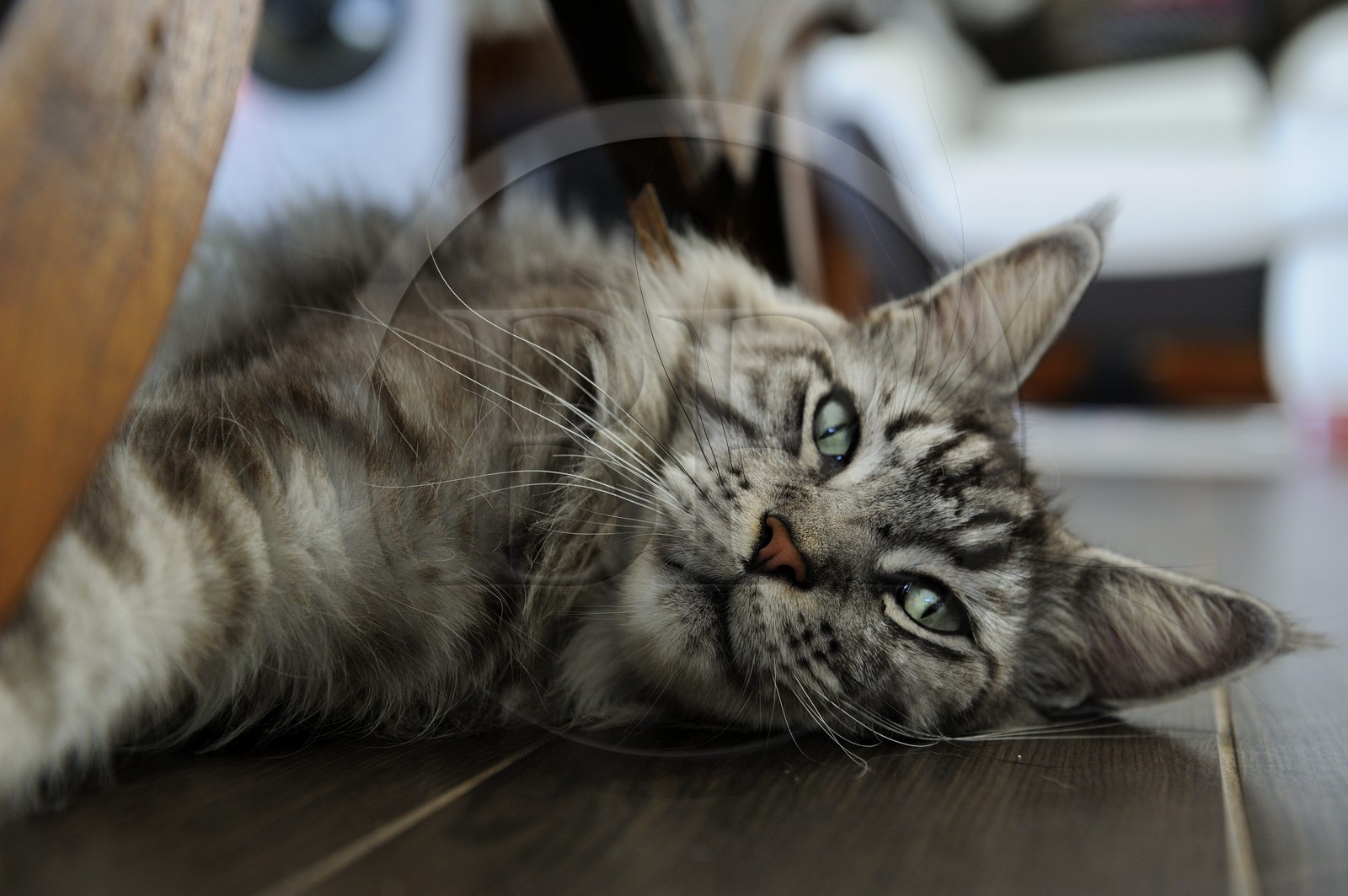France, Ile de la Reunion, chat Main coon