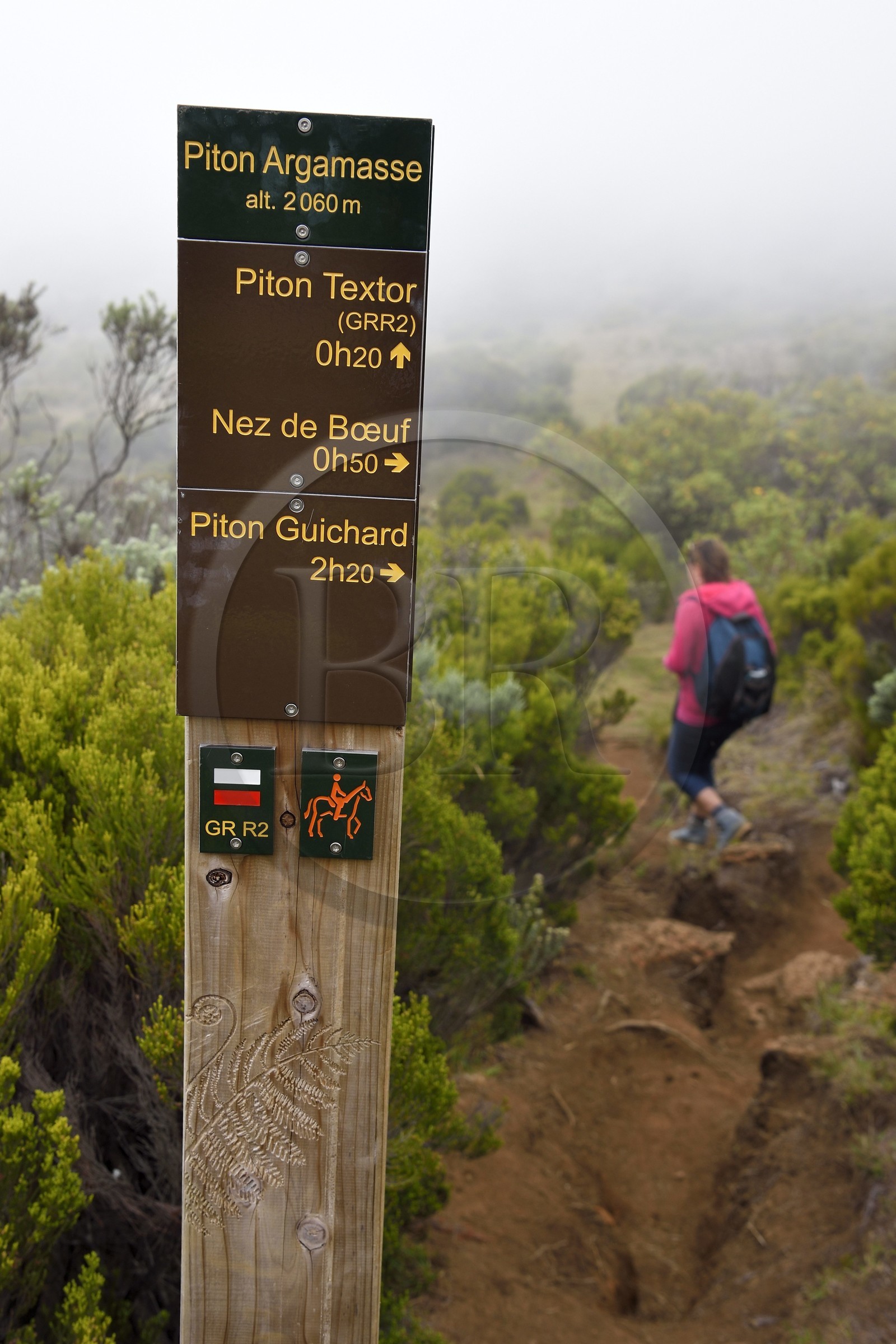 France, Ile de la Reunion, Parc National de la Réunion classé Patrimoine Mondial de l'UNESCO, sur les pentes du volcan de Piton de la Fournaise, randonnée du sentier entre le Piton Textor au Piton Argamasse