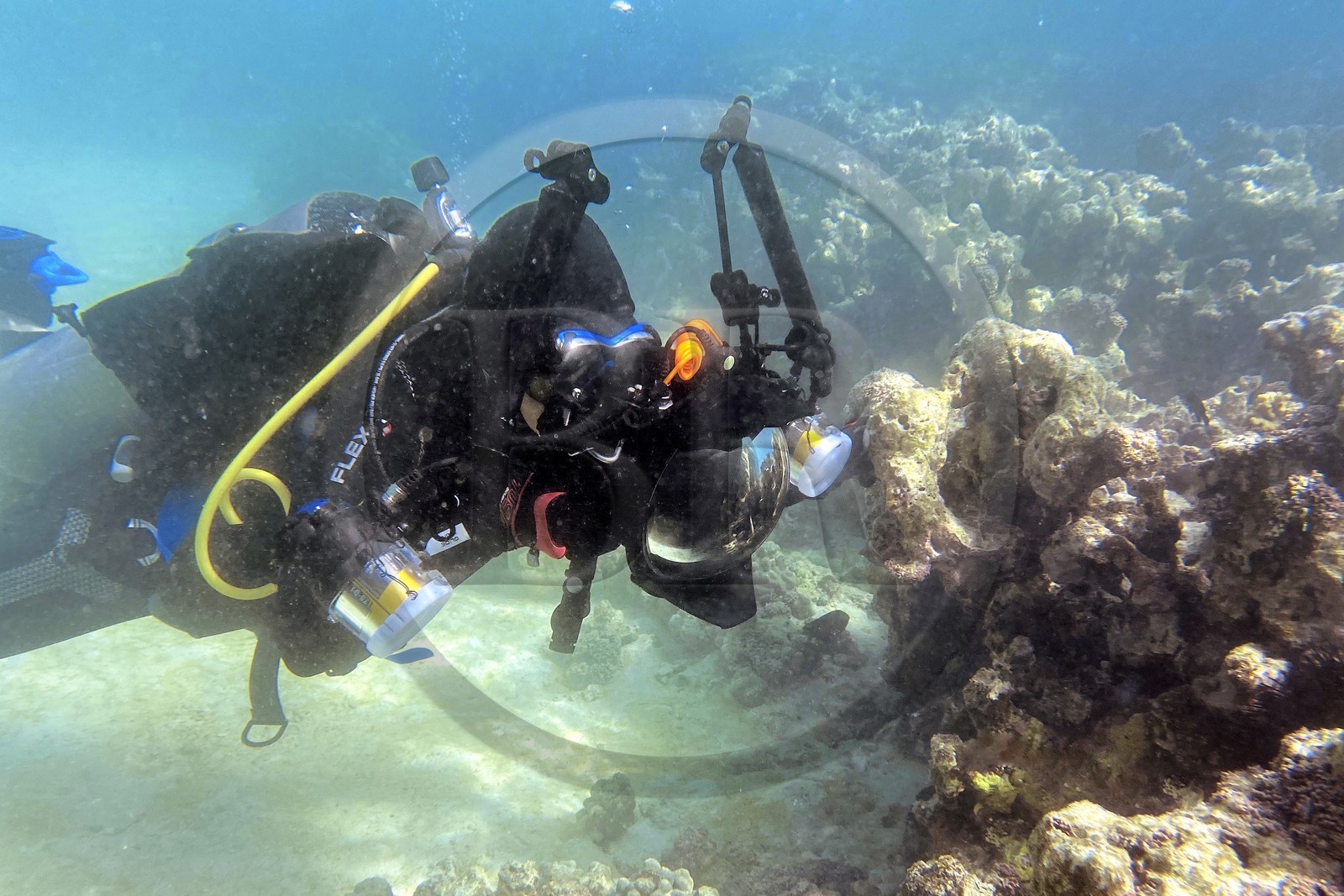 Sultanat d'Oman, gouvernorat de Mascate, réserve naturelle des Iles Daymaniyat, la photographe-plongeuse Maisa Al Hooti dans le récif corallien