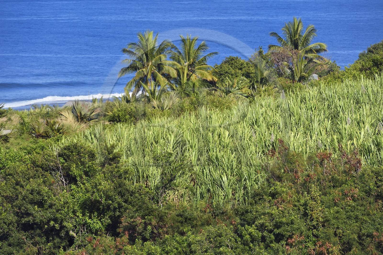 France, Ile de la Reunion, côte sud, Petite-Ile, champ de canne à sucre
