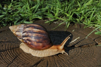 France, île de la Réunion, l'escargot géant Achatina fulica, ce géant de la classe des gastéropodes (Embranchement des mollusques) peut atteindre 20 cm de long et 250 g