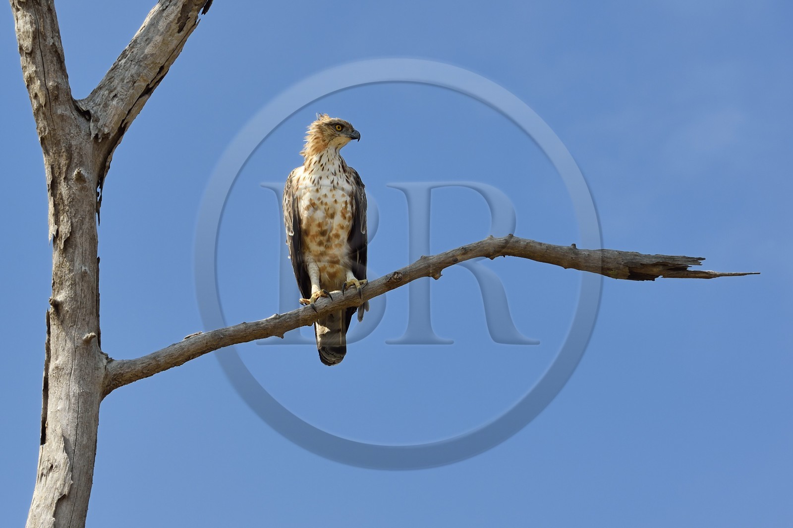 Sri Lanka, Uva Province, Udawalawe National Park, changeable hawk-eagle or crested hawk-eagle (Nisaetus cirrhatus)