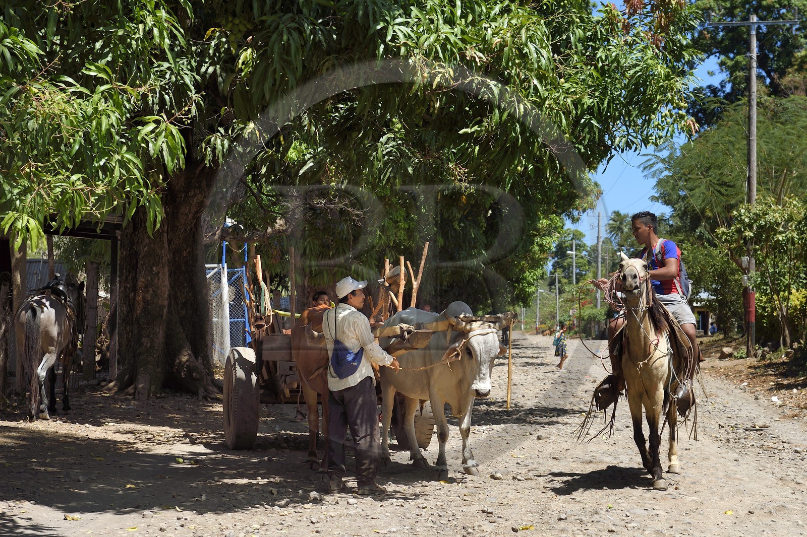 Nicaragua, Ometepe Island in Lake Nicaragua, village of Merida, oxcart in the main street