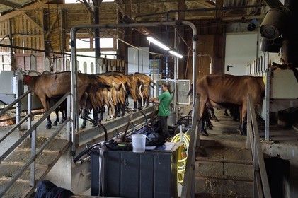 France, Var, the Dracenie, village of Chateaudouble, La Pastourelle cheese farm, milking goats