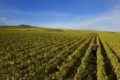 France, Marne (51), parc régional de la Montagne de Reims, Verzenay, le moulin à vent perché au sommet d'une butte surplombant les vignobles de Champagne