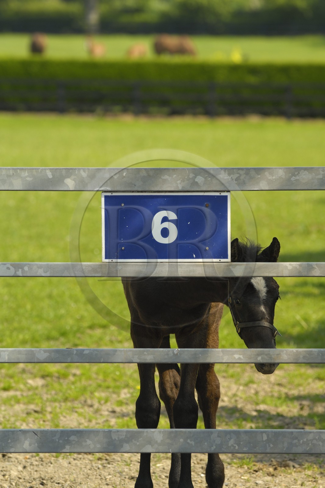 Republic of Ireland, County Kildare, Maynooth, Moyglare Stud