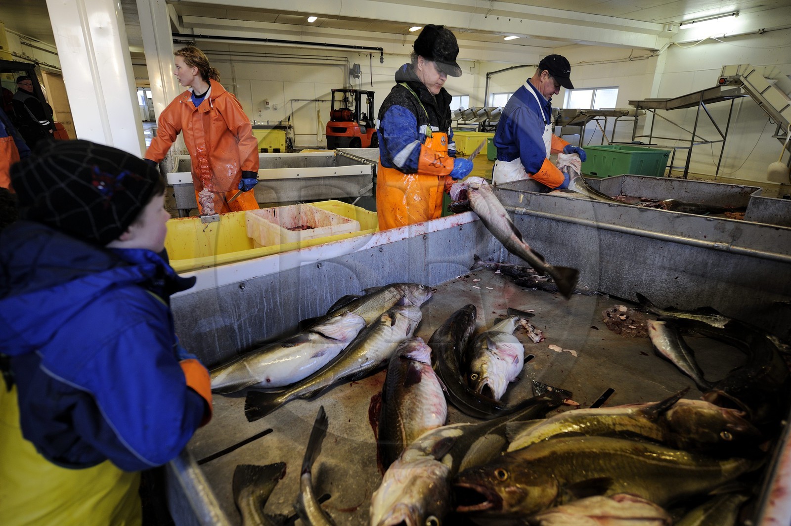 Norvège, Nordland, iles des Westeralen, port de Myre, découpe des têtes du cabillaud skrei