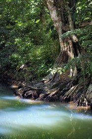 Caraïbes, Ile de la Dominique, Portsmouth, les rives de l'Indian River, sang-dragon (Pterocarpus officinalis)