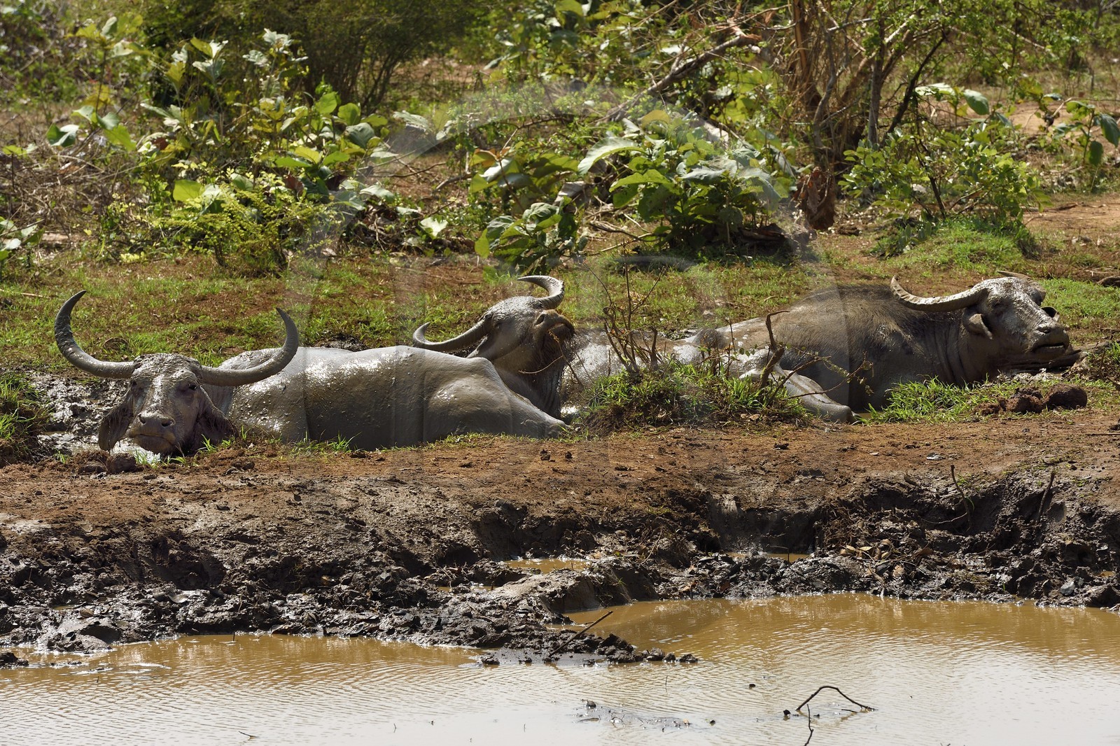 Sri Lanka, Uva Province, Udawalawe National Park, water buffalos (Bubalus bubalis)