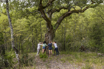 France, Var (83), Provence Verte, Bras, Académie du Bain de Forêt Provençale, forêt du domaine Le Peyrourier - une campagne en Provence