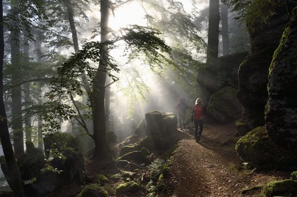 France, Bas-Rhin (67), Mont Saint-Odile, randonnée le long du Mur Païen, vestige d'un mur d'enceinte probablement de l'époque mérovingienne d'une longueur totale de onze kilomètres, lever de soleil dans la brume du petit matin
