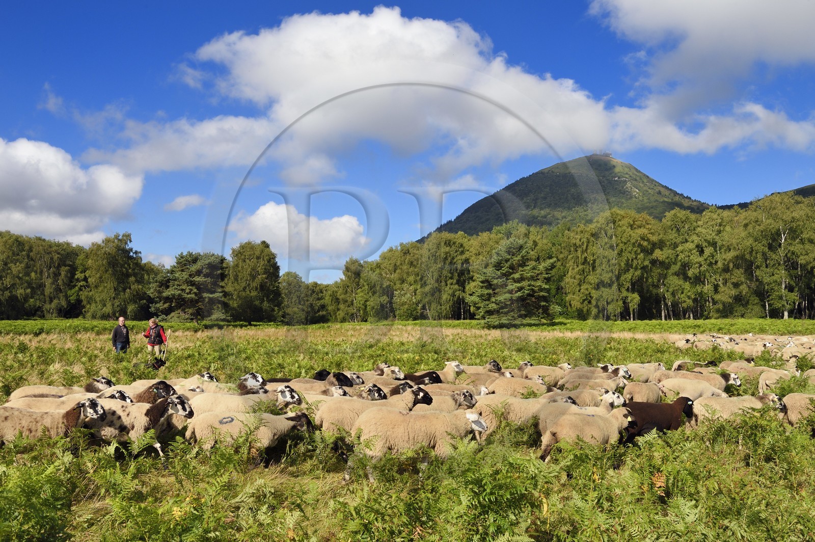 France, Puy de Dome, Parc Naturel Régional des Volcans d'Auvergne (regional nature park of Auvergne volcanoes), Chaine des Puys listed as World heritage by UNESCO, the shepherdesse Ostiane Vuillermoz and sheep breeder Jean-Luc Tourreix with his flock of Rava sheep at the foot of the Puy de Dôme volcano