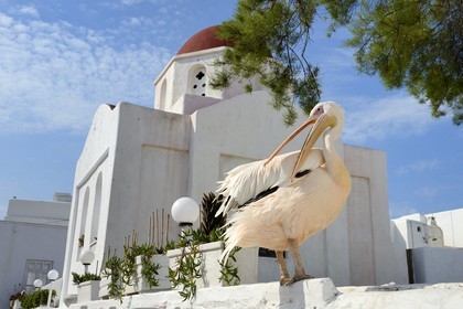 Greece, Cyclades islands, Mykonos island, Chora (Mykonos town), the pelican became the mascot of the city