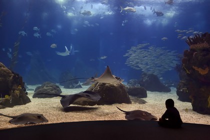Portugal, Lisbonne, Parque das Nações (Parc des nations) construit pour l'exposition universelle de 1998, Oceanário (Oceanarium), aquarium