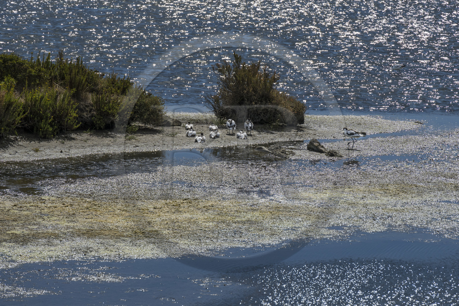 France, Vendée (85), île de Noirmoutier, La Guérinière, avocette élégante (Recurvirostra avosetta) dans le marais en contrebas de la digue entre le Port de Bonhomme et le passage du Gois
