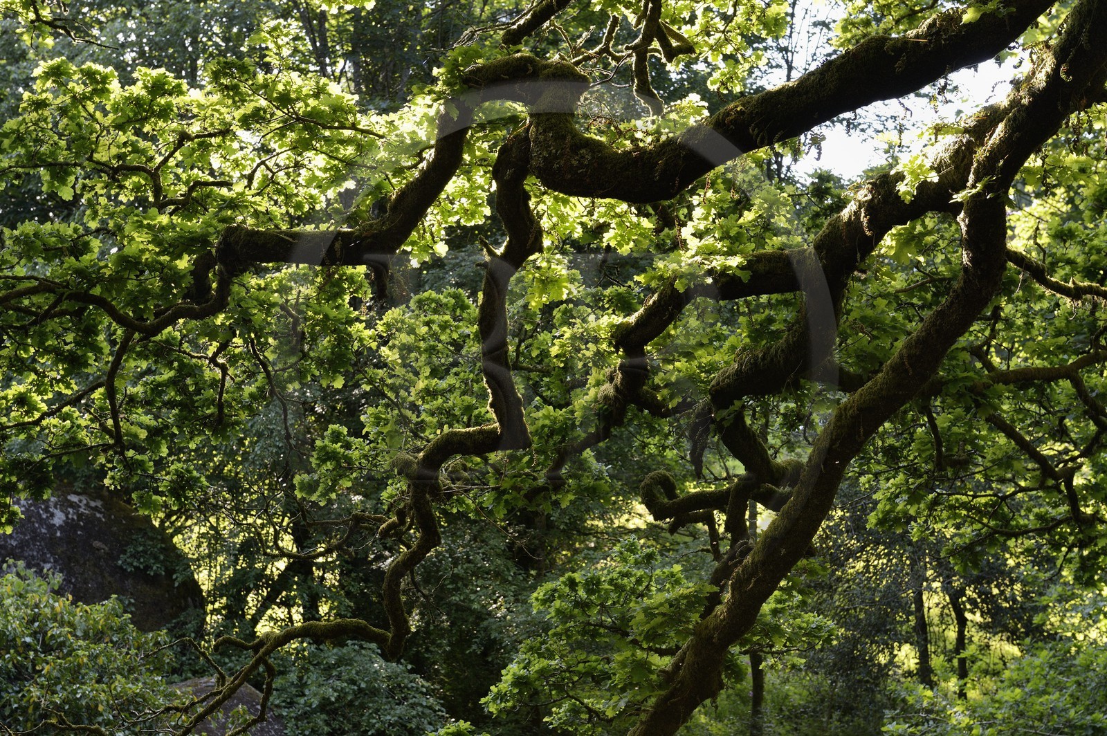France, Finistère (29), parc naturel régional d'Armorique, Huelgoat, chaos granitique de la forêt du Huelgoat, chêne