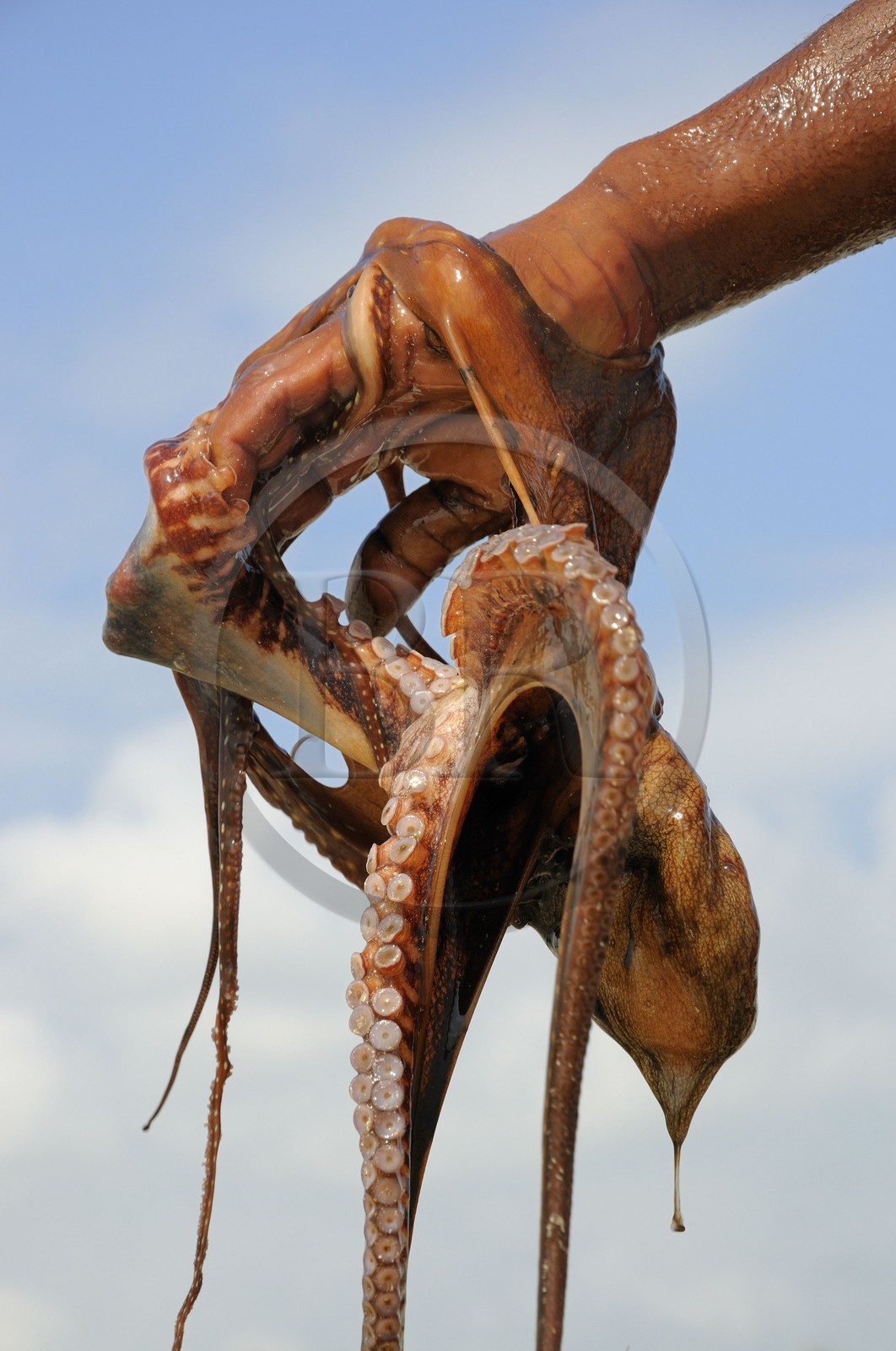 Tanzanie, archipel de Zanzibar, île de Unguja (Zanzibar), côte Sud-Est, Bwejuu, pêche à pied de poulpes sur le récif coralien à marée basse