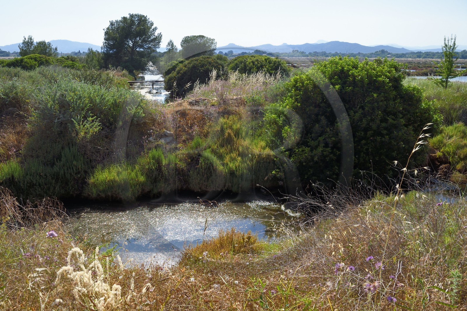 France, Var, Hyeres, Conservatoire du Littoral, the Vieux Salins (former salt marshes)