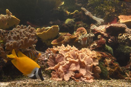 France, Charente-Maritime (17), La Rochelle, l'Aquarium