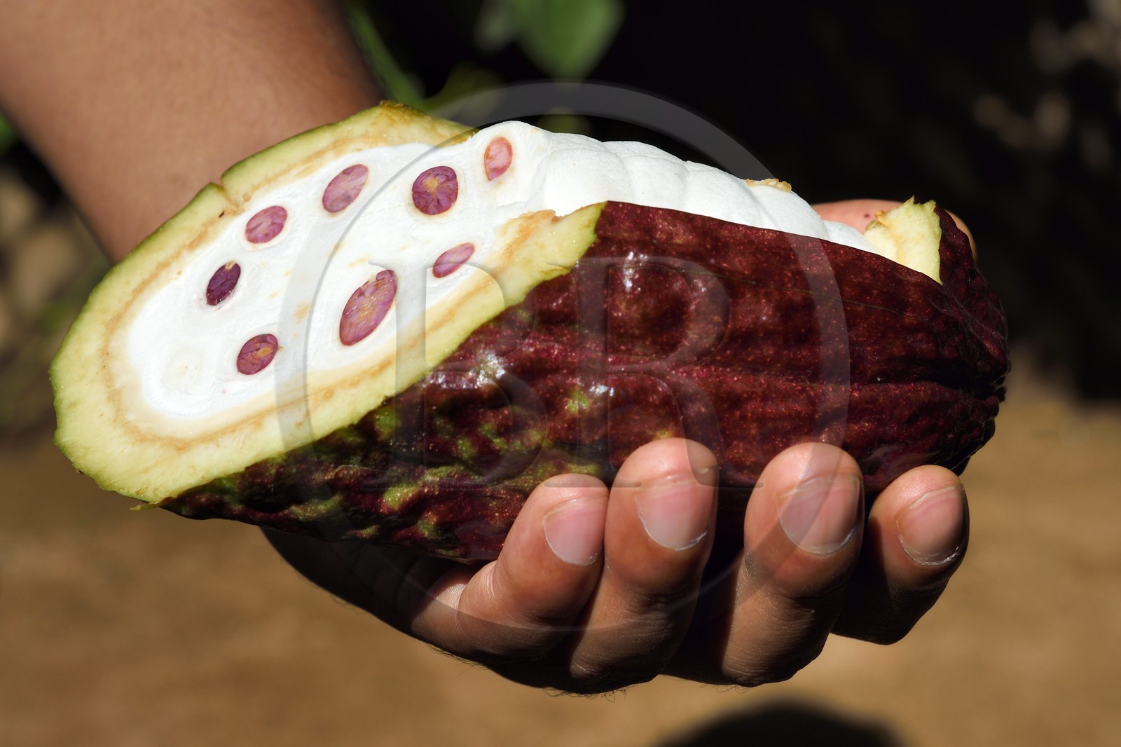 Sri Lanka, Central Province, Matale District, Kawudupelella, Ranweli Spice Garden, cocoa pod, the fruit of the cacao tree