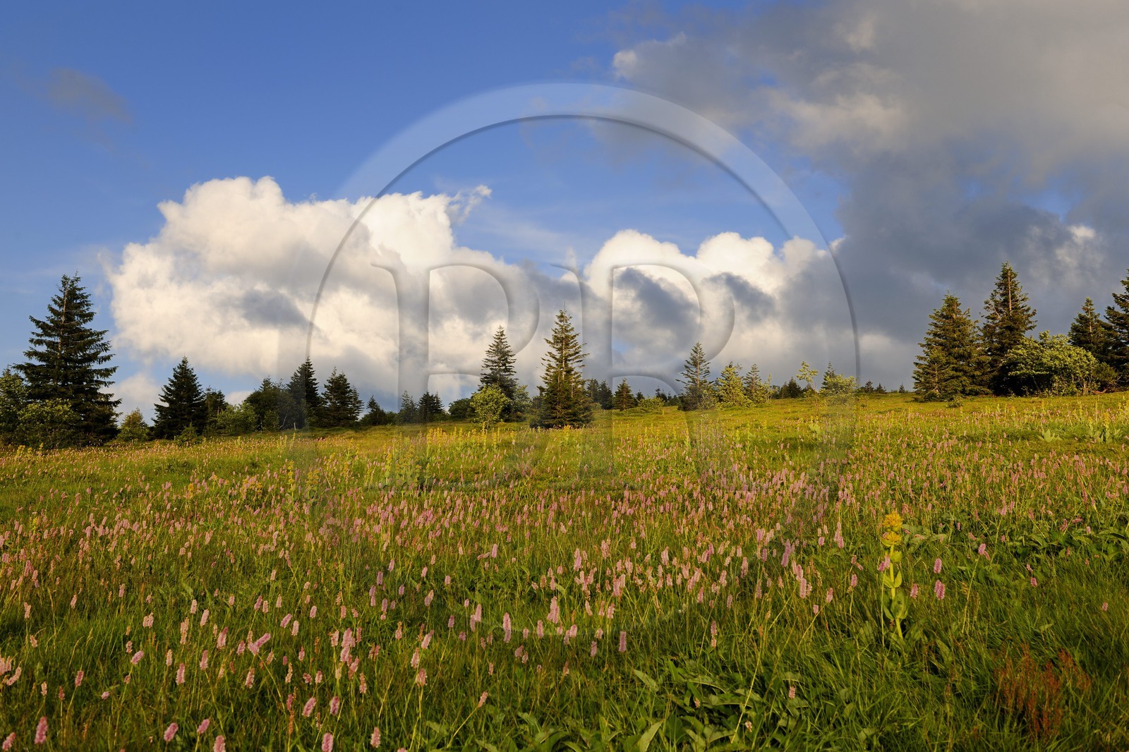 France, Haut-Rhin (68), la route des Crêtes, réserve naturelle tourbière du Tanet-Gazon-du-Faing