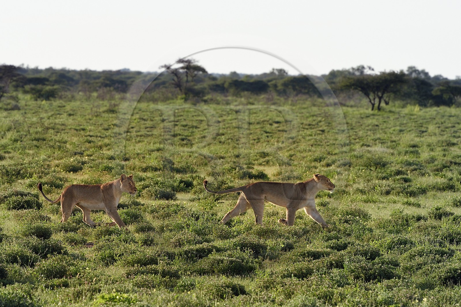 Namibia, Oshikoto region, Etosha National Park, two lionesses (Panthera leo) hunting