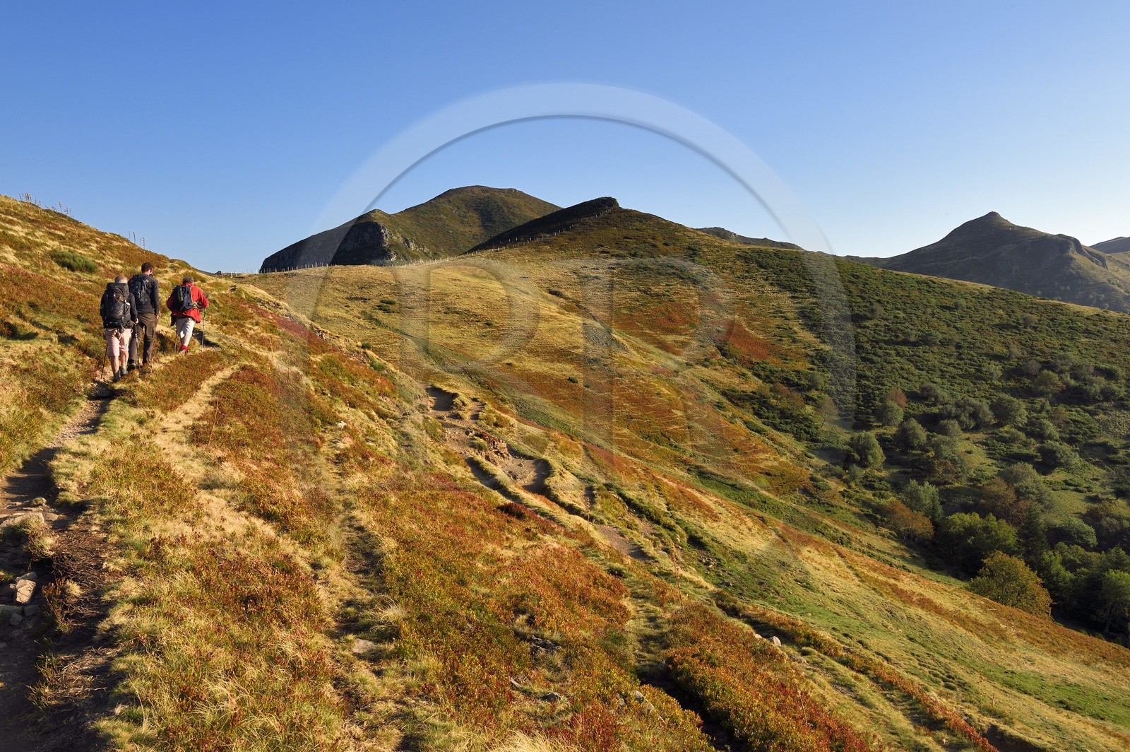 France, Cantal (15), Parc Naturel Régional des Volcans d'Auvergne, Le Lioran, randonneurs montant vers le col de Rombière sur le chemin de Saint-Jacques de Compostelle par la Via Arverna, le Puy Bataillouse et le sommet du Téton de Venus à droite en arrière plan dominant la vallée de l'Alagnon