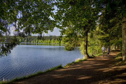 France, Haute-Loire (43), Bouchet-Saint-Nicolas, randonnée avec un âne sur le chemin de Stevenson (GR 70), le lac du Bouchet est un lac circulaire d'origine volcanique
